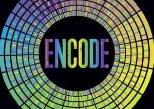 One goal of the ENCODE project is map the uncharted 99% of the human genome, sometimes called dark matter. In a recent blitz of published papers, ENCODE researchers have shared how they have linked more than 80% of the human genome sequence to  specific biological functions. They succeeded in mapping more than 4 million regulatory regions where proteins specifically interact with the DNA. This information is likely to find application in clinical laboratory testing and molecular diagnostics. (Graphic copyright Discover Magazine.)