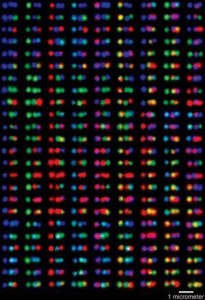 Researchers at Harvard’s Wyss Institute recently engineered a new DNA barcode. Labeled DNA samples appear as multi-colored barcodes under fluorescent light at certain wavelengths. Pathologists and clinical laboratory professionals will recognize the potential of this technology in the examination of tissue specimens. (Photo credit: Rick Groleau, Harvard University.)