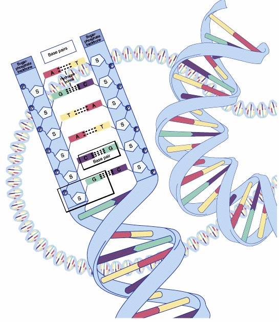 In recent years, the steady stream of technology innovations in gene sequencing have greatly improved the accuracy and the speed of automated gene sequencing systems, while greatly reducing the cost of sequencing a base pair. (image by coris.noaa.gov) 