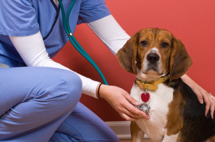 Genetic Cancer Test for Dogs