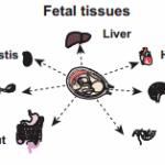 In developing the human proteome map, researcher Ahilesh Pandey, M.D., of Johns Hopkins University in Baltimore, and Harsha Gowda, Ph.D., of the Institute of Bioinformatics in Bangalore, India, analyzed tissue samples from three individuals for each tissue type in the diagrams above, including the 17 adult organs, seven fetal tissues and six blood cell types. (Images in the Public Domain) 