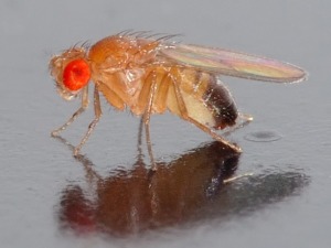 The common fruit fly (pictured above) has been used as a model organism for studying the human condition since the early 1900s. Because much of its genetic mechanisms are similar to humans, studies of the fruit fly are helping scientists understand how to control genetic activity in people that plays a role in inherited genetic diseases. (Photo copyright University of Washington.)