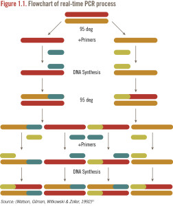 This flowchart, published in an Insight Pharma Report on digital PCR, shows the steps involved in the Real-time, or traditional, PCR process. This process must be repeated about 30 times to verify a DNA sequence. (Copyright Watson, Giman, Witkowski & Zoller)