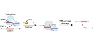 RNA-guided Cas9