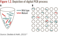 This drawing, published in a report from Insight Pharma Reports on digital PCR, depicts the digital PCR process, which verifies target sequences in one step with fluorescence, so researchers can simply count the molecules. (Image copyright Sedlaka & Keith)