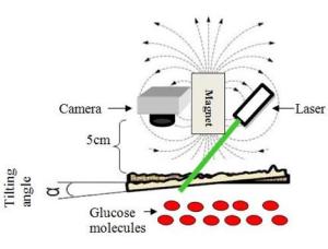 The schematic diagram above shows how the new system can be used to measure a person's glucose levels noninvasively.  A laser generates a wavefront of light to illuminate a patch of skin on the wrist near an artery. The camera measures changes in light scattered off the skin, which creates a “Faraday” effect. This means that in presence of a magnetic field, which is generated by the attached magnet, the glucose molecule alters the polarization of the wavefront to influence the resulting speckle pattern. (Photo copyright Biomedical Optics Express)