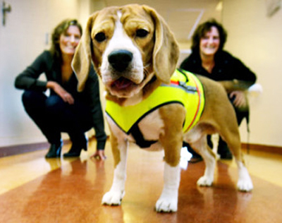 C. diff-sniffing Beagle Dog 