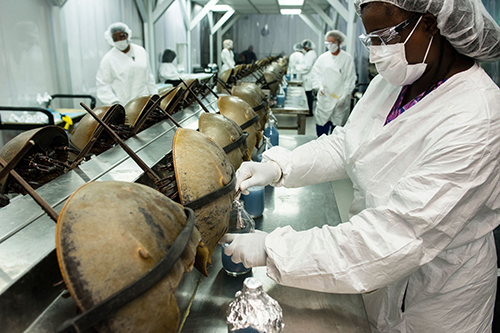 bleeding horseshoe crabs in a laboratory for covid-19 testing chemicals